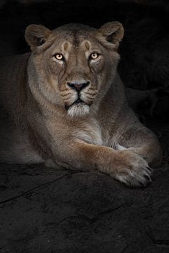 Een mooie lion met eben ogen ligt in de duisternis, ze loopt en kijkt naar je een donkere achtergron