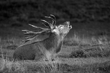 Red deer by Harry Punter