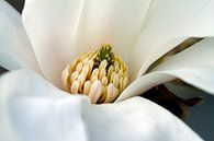 Magnolia van José Verstegen thumbnail