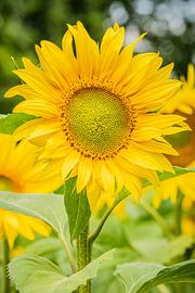 Sunflower in summer by Caroline Pleysier
