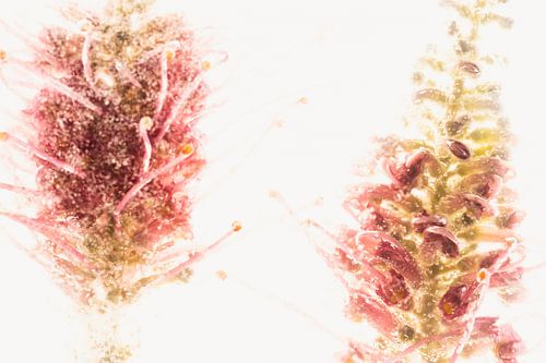 Reve de Papillon in Eis 3