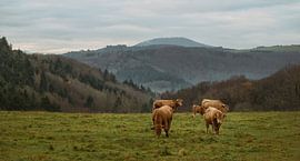Cows in the Eifel by Dieter Beselt