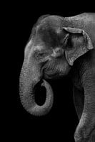 olifant