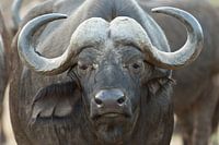 Afrikaanse buffel