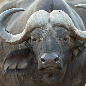Afrikaanse buffel van gj heinhuis