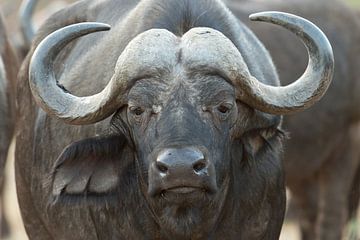 African buffalo by gj heinhuis