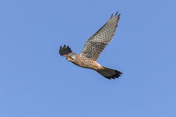 Torenvalk / Common kestrel (Falco tinnunculus)