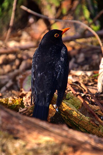 Lijster van Edgar Schermaul