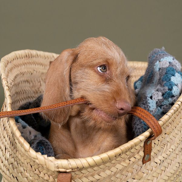 Vizsla à poil dur, pointeur hongrois, chiot dans un panier à provisions par Leoniek van der Vliet
