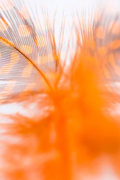 Oranje veer detail van Jane van Bostelen