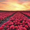 Tulip field in the Beemster by John Leeninga