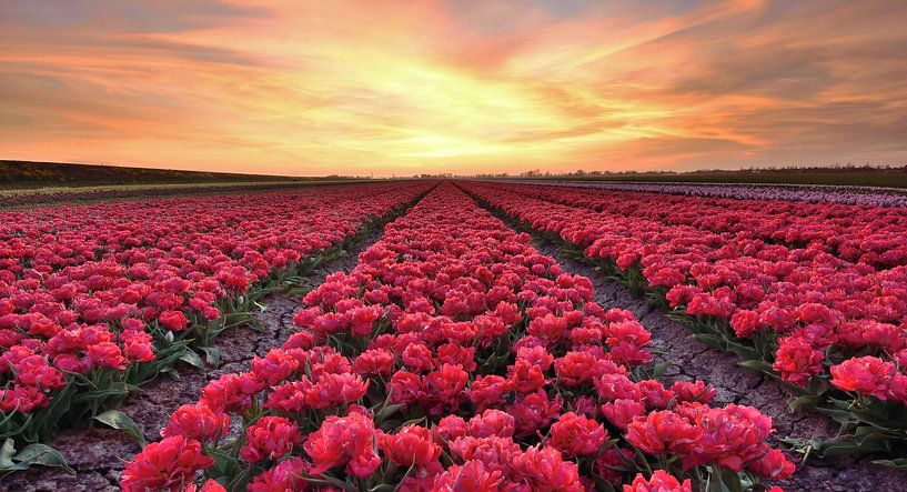 Tulpenfeld an der Beemster von John Leeninga