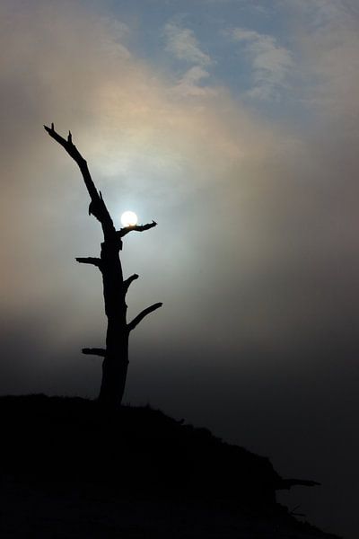 Fog landscape with sun breaking through dead tree by Gert van Lagen