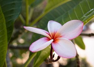 Tropische rosa Blume auf Aruba von Joke Absen