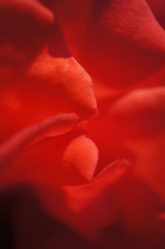 Rose I