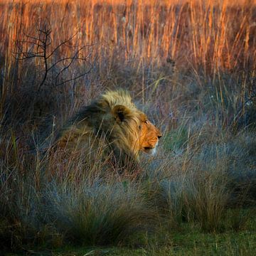 Lion sous le soleil de l'après-midi. sur Rob Wareman Fotografie