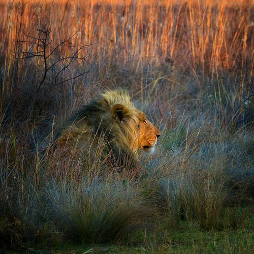 Lion sous le soleil de l'après-midi.