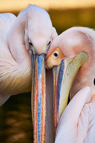 Pink Pelican in Love - Pelecanus onocrotalus by Thomas Marx