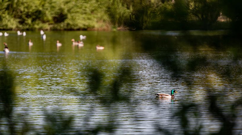 View of ducks in the water by Percy's fotografie