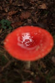 Amanite tue-mouches (Amanita muscaria), également appelée Amanite rouge Germany