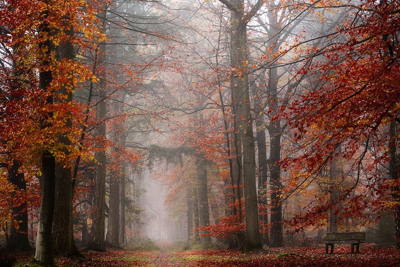 Red woods by Kees van Dongen