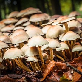 Paddenstoelen  bos sur Irene Vroon