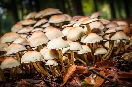 Paddenstoelen  bos