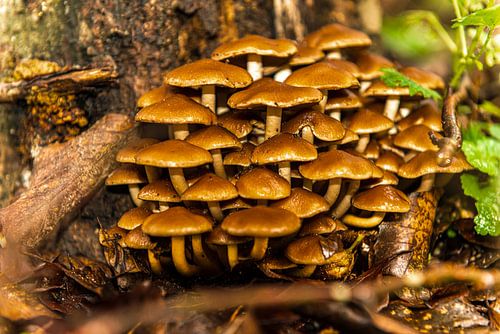 Paddestoelen in het bos