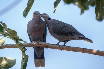 L'amour des pigeons sur BL Photography