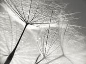 Dandelion seeds blackandwhite by Julia Delgado thumbnail