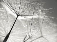 Pusteblume Schirmchen schwarzweiß