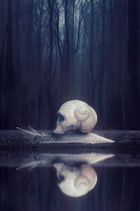 Dark Mirror: Schnecke der Schatten