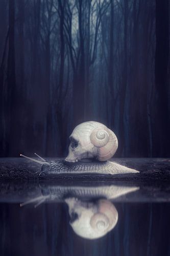 Duistere Spiegeling: Slak van de Schaduwen