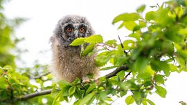 Eule von Dick van der Wilt