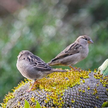 Sparrows with sunflowers by Dionne Houter-Pool