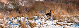 Panorama d'un renard dans la neige sur Anton de Zeeuw