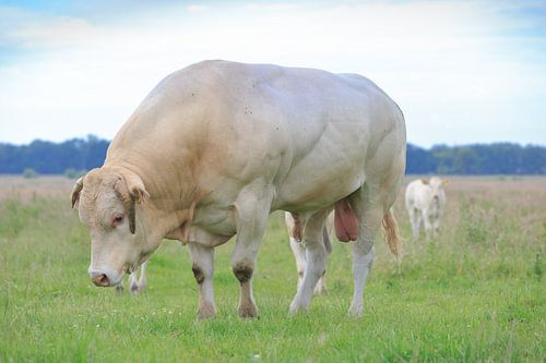 Blonde d'Aquitaine stier in weiland