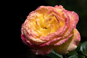geel roze roos met een zwarte achtergrond van W J Kok