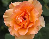 Oranje roos