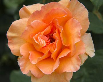 Oranje roos van José Verstegen