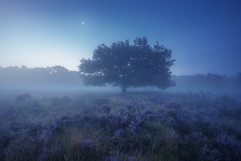 Lande violette Hilversum 4 par Albert Dros