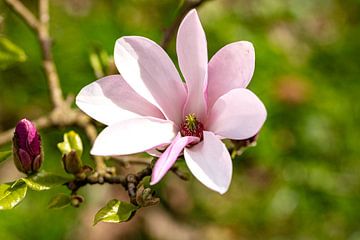De avondzon zet de bloeiende magnolia in het juiste licht