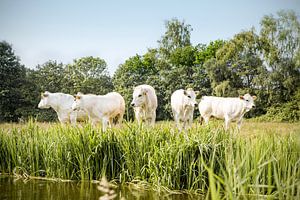 Cinq vaches à la suite