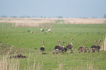 Goose family on travel von Roel Van Cauwenberghe