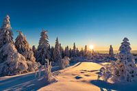 Winter in the Black Forest National Park