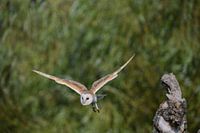 Barn owl