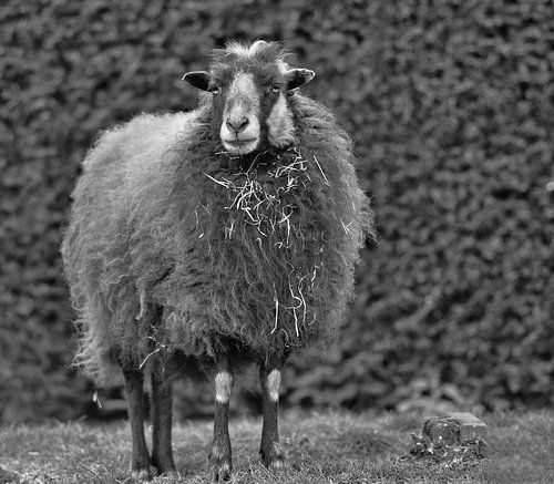 Shetland schaap zwart wit fotografie