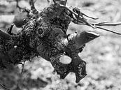Dryade / natuurlijk gezicht "Veelpuntige neushoornboom" van Flatfield thumbnail