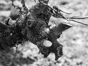 Dryade / natuurlijk gezicht "Veelpuntige neushoornboom" van Flatfield