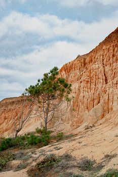 Pin dans les tons de terre - Falésia